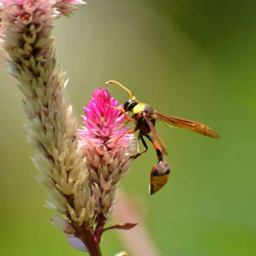 放三支騰龍,二支原廠NIKON AF鏡及一支手動威達VIVITAR變焦鏡共=$3000