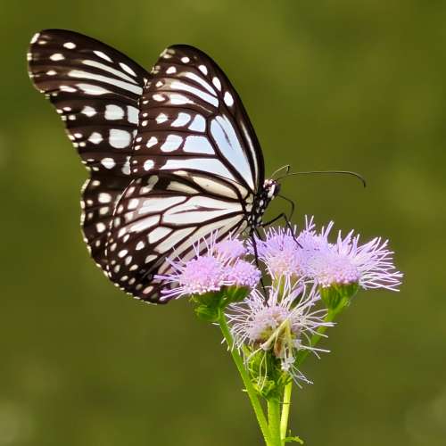 Oppo Find X8 Ultra 國行 512GB 白色  無花如新  國內保養