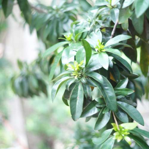 Leica Rigid 50 2 ver 2