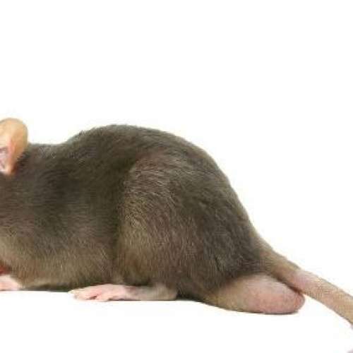 光纖線 光纖 寬頻 上網 電訊 防寵物咬斷 裝甲 Fibre Armoured Cable 3米 APC UPC 所...