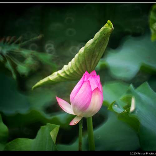 CAMBRON Reflex 反射鏡 300mm F5.6