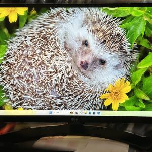 LG 34UM68 34吋 21:9 UltraWide IPS Monitor