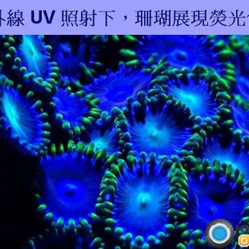 UV 紫外線 LED 防水燈帶 水族珊瑚缸高達模型 合用 長度可按需要裁剪