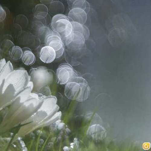 德國 Pentacon AV f2.8 80mm 泡泡散景 M42 接環 - 全片幅