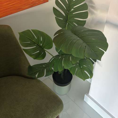 Free兩株綠植室內外都可養殖虎尾蘭，龜背竹