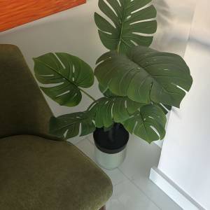 Free兩株綠植室內外都可養殖虎尾蘭，龜背竹