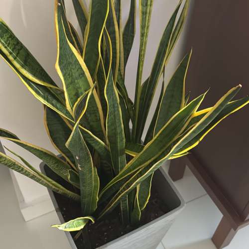 Free兩株綠植室內外都可養殖虎尾蘭，龜背竹