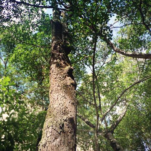 Ricoh MYPORT Panorama 28W 非GR1 香港製造廣角菲林機