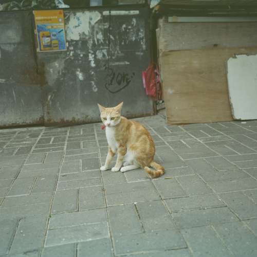 Fuji gw690III 120菲林 中幅