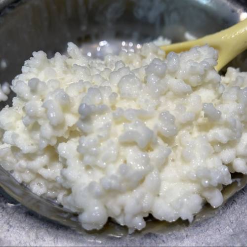 kefir 克菲爾益生菌- 雪蓮菌-有益腸道健康