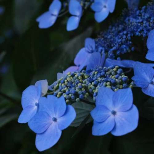 (M42) Fujica EBC Fujinon 55mm F1.8 銳利標準鏡 合 Sony A7 EOS Fuji FX