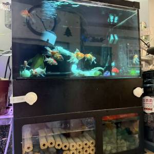 魚缸底過濾一体