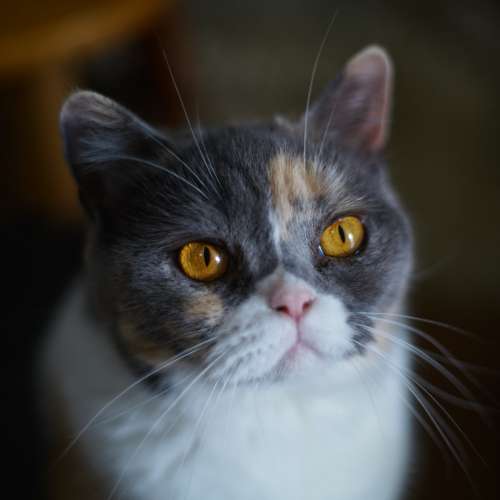 Pentax-M SMC 50mm F1.4 合 Sony A7/NEX/Fuji/EOS/Nikon機