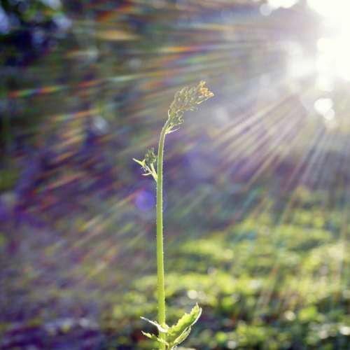 Carl Zeiss S-Biogon 40mm f/5.6