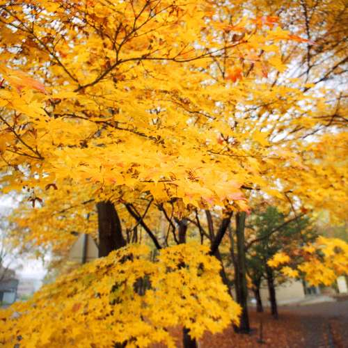 LOMO LC WIDE 罕有超廣角傻瓜機/ 菲林機/ 底片機 非LCA