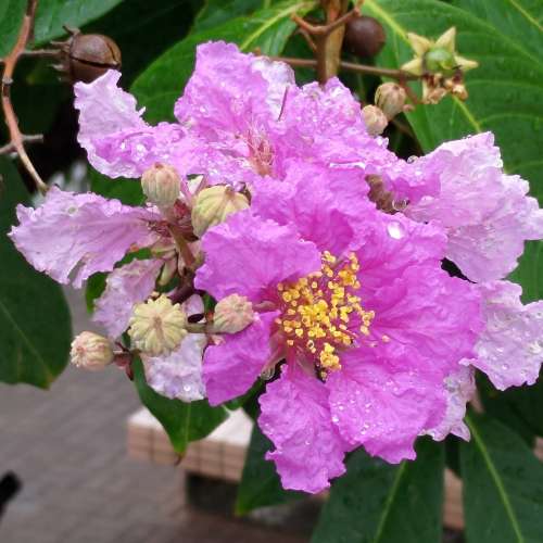 古川 Komura105mm 2.0 大光圏超級人像鏡