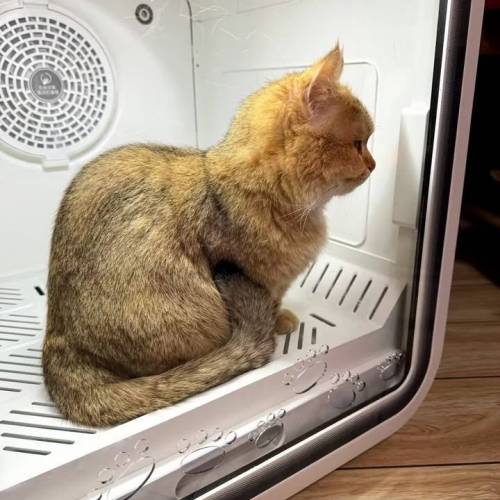 全自動靜音速乾殺菌，大容量寵物烘乾機