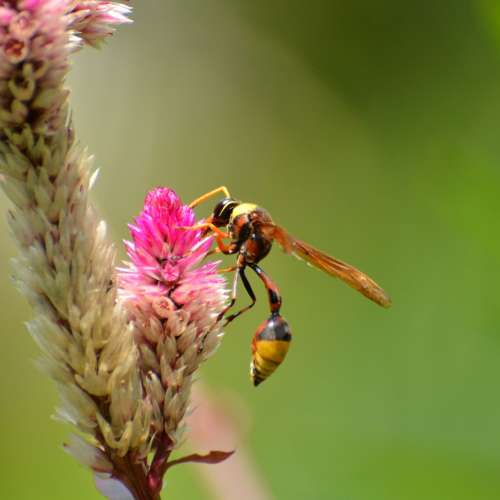 放七支都有90%以上新無花無MO原廠NIKON AFS或AFD鏡由18-200mm=$400(最平個支)