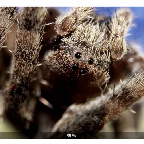 中一光學 20mm f/2.0 超微距鏡頭FE mount For Sony