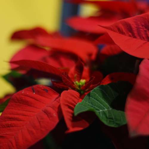 Contarex Zeiss Sonnar 85mm f2 Silver lens with caps