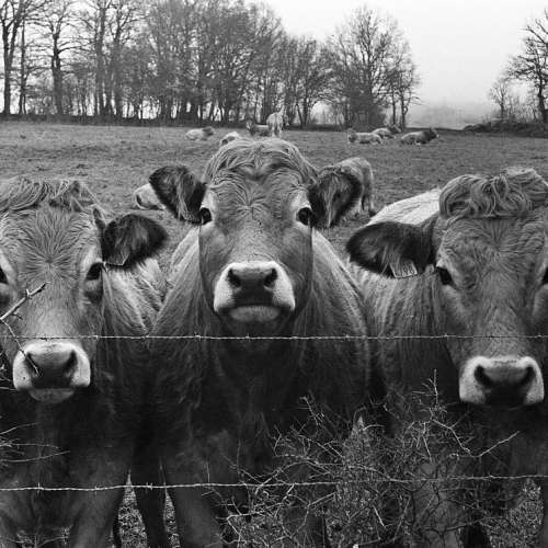 Industar-50 50mm 3.5 拉伸鏡頭 L39 M39 LTM Leica Elmar （Industar-22 伸縮鏡） ...