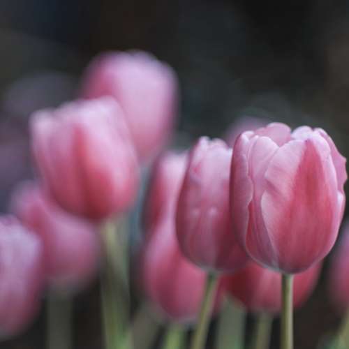 法國Faliez Paris Siamor Foyer Petzval 110mm f2(已改M mount)