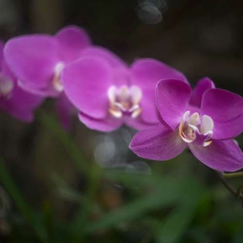 Carl Zeiss Jena biotar 4cm f2 (Leica M mount)