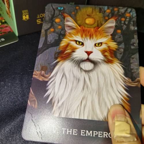 正版二手塔羅牌GRIMALKIN'S CURIOUS CAT TAROT