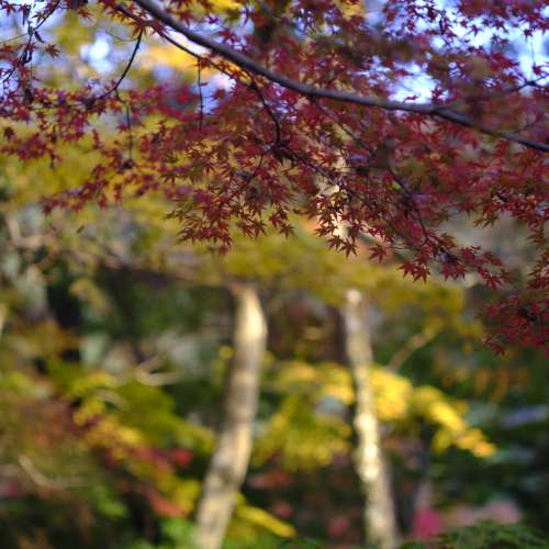 Pentax 67 6x7 SUPER Takumar 105mm f2.4 鏡頭