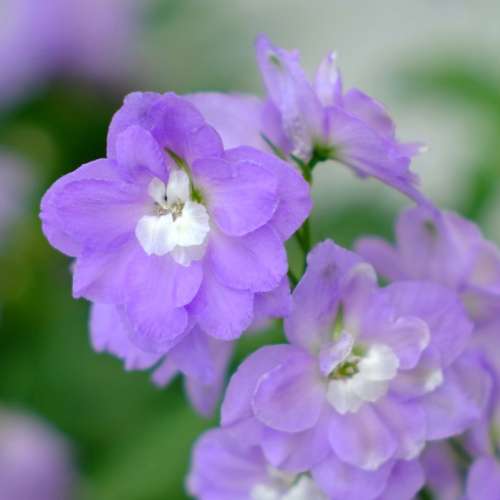 Foca Oplex 90mm f3.5 (Leica M mount)