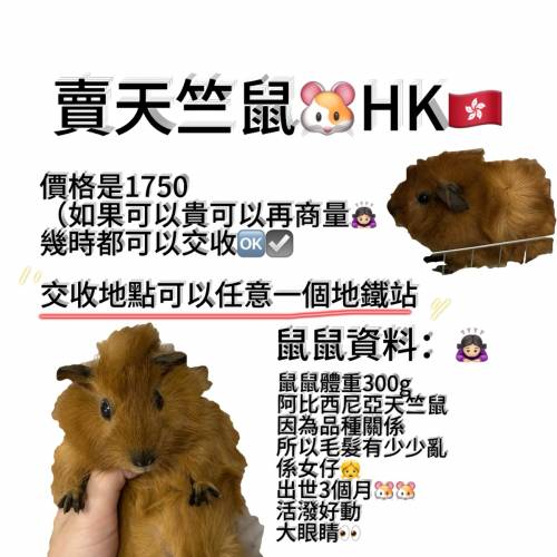 天竺鼠🐹