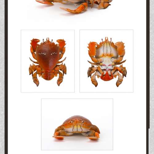 toy 蟹扭虿号蛋 call