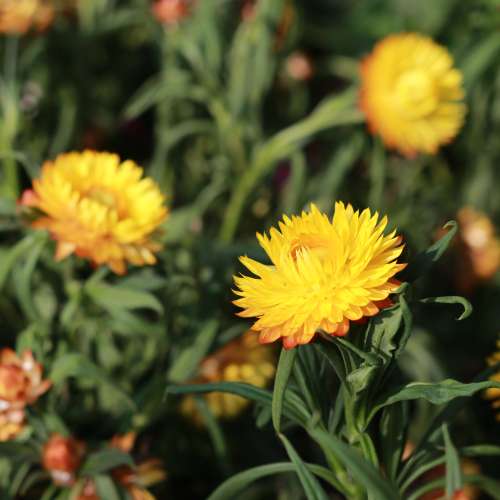 Minolta MC Rokkor-PF 58mm f1.4 大光圈鏡頭 SR MC MD mount x700 srt101 人像鏡