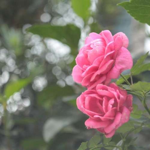 紅P版 Industar-50mm f3.5 餅乾鏡 m42 mount 老鏡頭 餅鏡