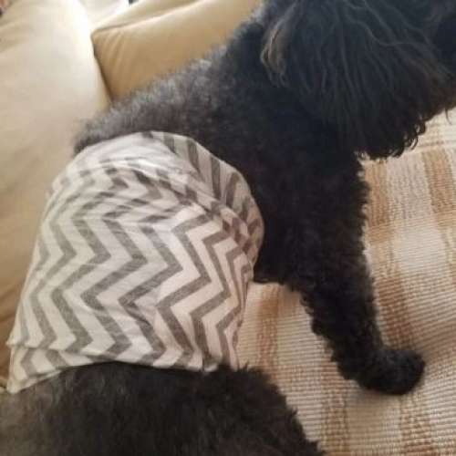 M-PETS 紙尿褲 (男) S 9片