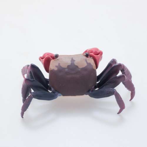 扭蛋生物大圖鑒螃蟹 (1)