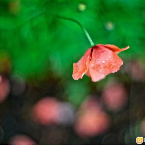 Pentacon Multi Coating auto 50/1.8 (M42)豐富層次感細 極高解析度，玻璃95新，德...