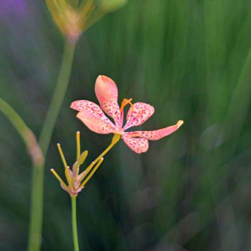 Dallmeyer Dallon 6" f5.6 Vintage Lens