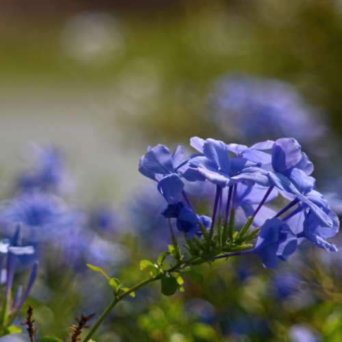 Dallmeyer Dallon 6" f5.6 Vintage Lens