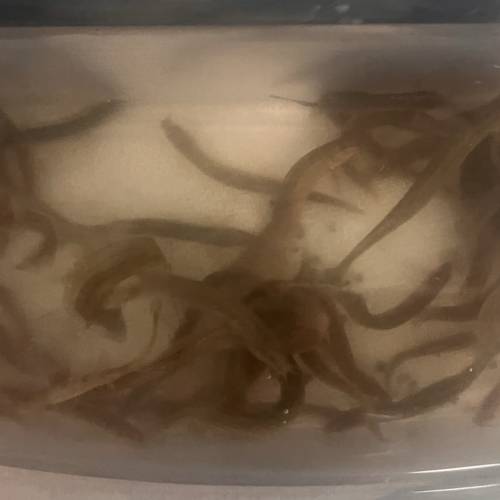 泥鰍 猛魚餵食活量