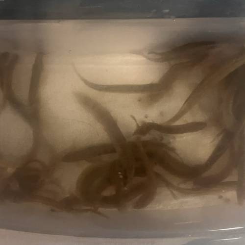 泥鰍 猛魚餵食活量