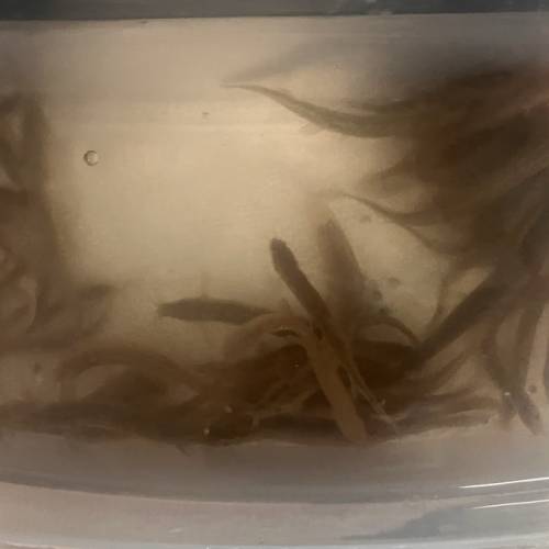 泥鰍 猛魚餵食活量