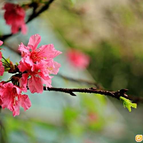 P.ANGENIEUX Paris Type Z5 50mm f/2.9 法國古董改Nikon   散景靚到暈   D5不打版