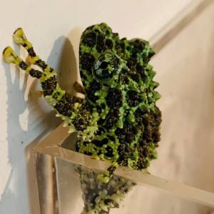 魅力莫斯苔藓蛙3cm加粗养殖入门精品!新手养宠首选各种小动物活的