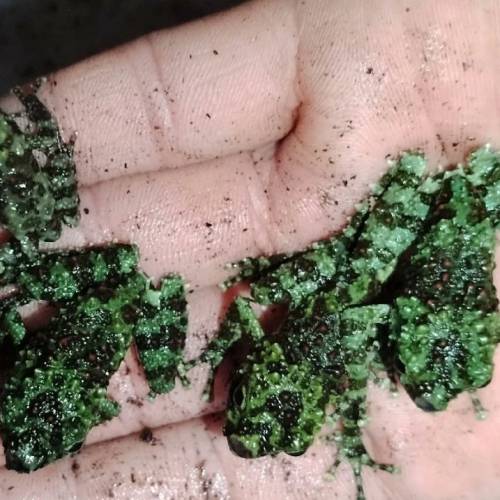 魅力莫斯苔藓蛙3cm加粗养殖入门精品!新手养宠首选各种小动物活的