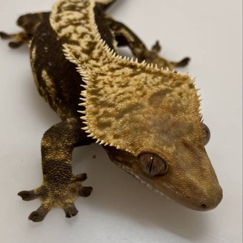 睫角守官 crested geoko 可要求特別花紋(有不同報價)