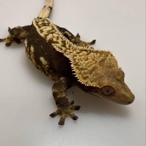 睫角守官 crested geoko 可要求特別花紋(有不同報價)