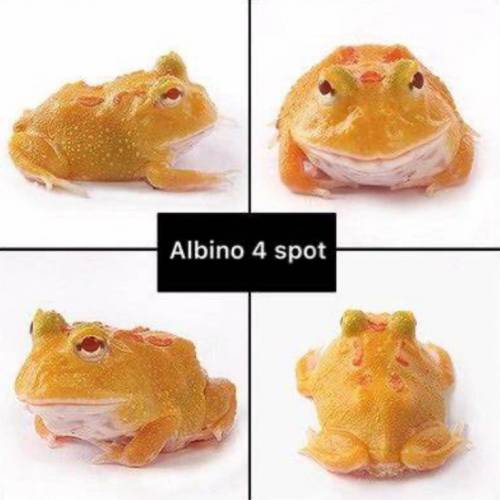 初階級 角蛙
