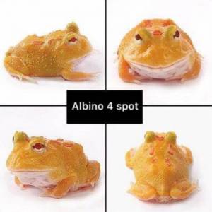 初階級 角蛙