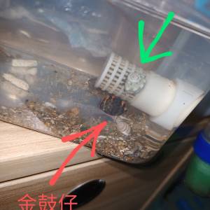 活金鼓+寄居蟹 免電套裝